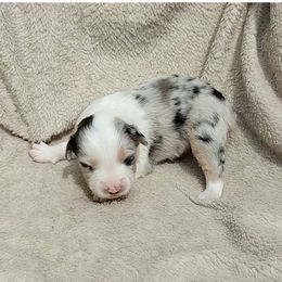 Copper - Blue merle female Miniature American Shepherd puppy in Springfield, Missouri from Sunrock Kennel