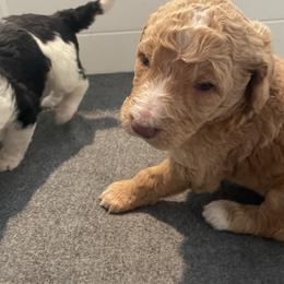 Henry - Apricot male Goldendoodle puppy in Stafford, Virginia from Morris Doodles Virginia