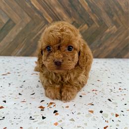 Corale - Red female Cockapoo puppy in Beresford, South Dakota from DAKOTA DOOD RANCH
