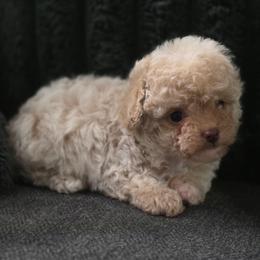 Sunny(AKC) - Apricot male Poodle puppy in Lawton, Oklahoma from My Precious Toy Poodles