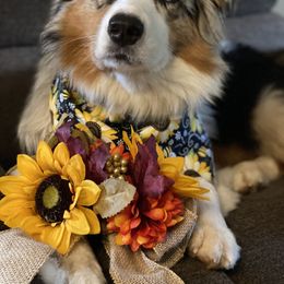 Australian Shepherds from Sunshine Aussies