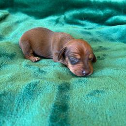 Hickory - Red male Dachshund puppy in Opelika, Alabama from Dachshund Darlins