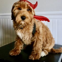 Pancake - Apricot female Goldendoodle puppy in Taylorsville, North Carolina from Heartfelt Doodles