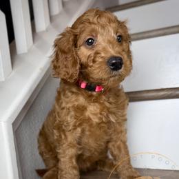 Brie - Red  female Goldendoodle puppy in Murrieta, California from Apricot Poodles & Goldendoodles, LLC