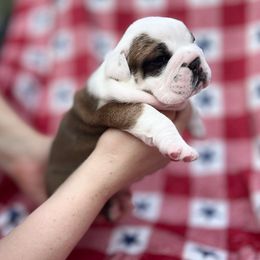 Bulldog Puppies from Sweet Rolls