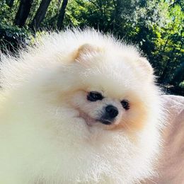 Elvis - Pomeranian