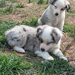 Miniature Australian Shepherd and Toy Australian Shepherd Puppies from Michael Petrasek