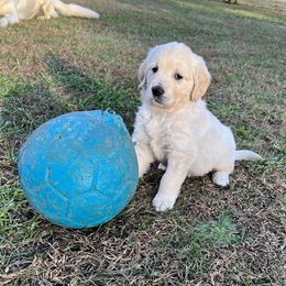 Golden Retriever Puppies from Journeyman Goldens