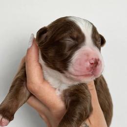 Ford AKC - Red tri-color male Australian Shepherd puppy in Polk City, Florida from Skaky Shepherds