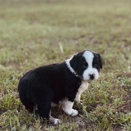 Danny - Black tri-color male Australian Shepherd puppy in Uvalda, Georgia from Happy Ours Australian Shepherds