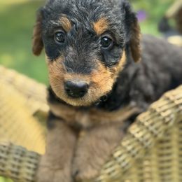 Miss Green - Black and tan female Airedale Terrier puppy in Mooresville, North Carolina from Farm 55