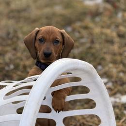 Gala (Purple) - Red female Dachshund puppy in Rapidan, Virginia from Cedar Run Border terriers and Dachshunds