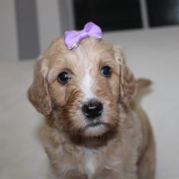 Sandy - Parti female Goldendoodle puppy in Howard City, Michigan from Doodles and Chaos