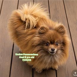 Axel will be neutered Aug 12 - Chocolate and tan male Pomeranian puppy in Kentucky from Em&M Pomeranians