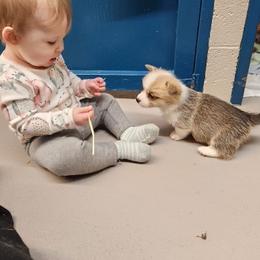 Bulldog and Pembroke Welsh Corgi Puppies from Salted Rim Corgis