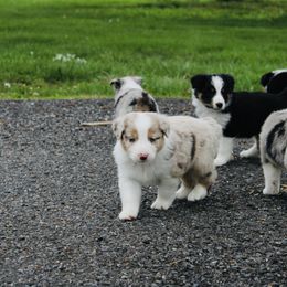 Australian Shepherd Puppies from Real McCoy Australian Shepherds