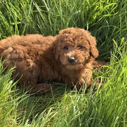 Blue - Apricot male Labradoodle puppy in Shingle Springs, California from California Double Doodles