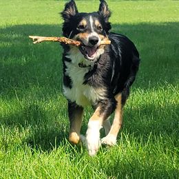 Miniature Australian Shepherds and Toy Australian Shepherds from Donna's Toy & Mini Aussies