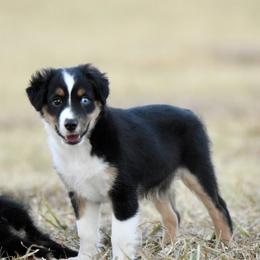 Bronx - Black tri male Toy Australian Shepherd puppy in Wichita Falls, Texas from Shooting Stars Ranch Toy and Mini Aussies