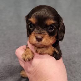 Kiss - Chocolate female Cavalier King Charles Spaniel puppy in Romeoville, Illinois from KonopkaKennelsLLC
