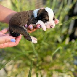 Ginger - Sable female Bernedoodle puppy in Russellville, Arkansas from Crossgate Doodles
