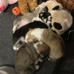 Pembroke Welsh Corgi Puppies from Kenyon Pembroke Welsh Corgis
