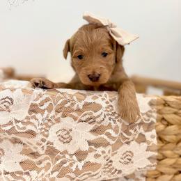 Rhapsody blue collar - Red  female Goldendoodle puppy in Queen Creek, Arizona from Sunny Doodles