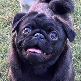 Risa - Pug