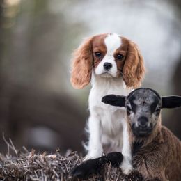 Cavalier King Charles Spaniel Puppies from Tsarevich Goldens and Cavaliers
