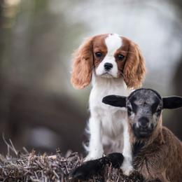 Cavalier King Charles Spaniel Puppies from Tsarevich Goldens and Cavaliers