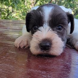 Olive - Liver female Miniature Schnauzer puppy in Saratoga Springs, Utah from Happy Beard Schnauzers