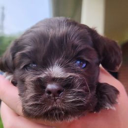 AKC King of Spades - Brown male Cocker Spaniel puppy in Morristown, Tennessee from Down in the Holler