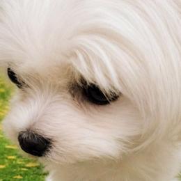 Candy - Maltese