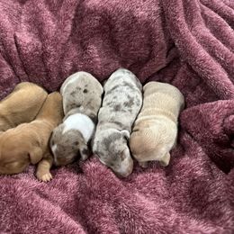 Dachshund Puppies from JnA Dachshunds