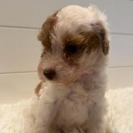 Pink collar Girl - Merle female Goldendoodle puppy in San Augustine, Texas from Vintage Doodles