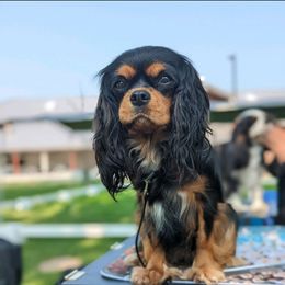 Juno - Cavalier King Charles Spaniel