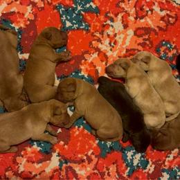 Female 4 - Yellow female Labrador Retriever puppy in Wardensville, West Virginia from Sager’s Labrador Puppies