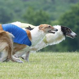 Borzois from Spryfeat borzoi
