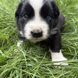 Martini - Black & white male Australian Shepherd puppy in Northfield, New Hampshire from A to Z Australian Shepherds