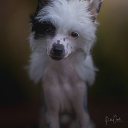 Chinese Crested Puppies from Candella Chinese Cresteds