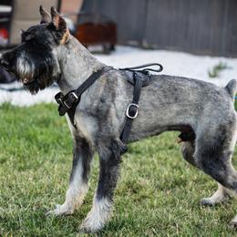 Giant Schnauzers from De Casa Perez Giant Schnauzers