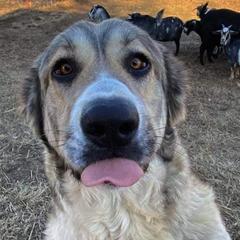 Armenian Gamprs from Lazy I Farmstead