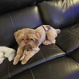 Tikki woo - Shih Tzu