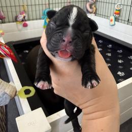 Green Collar Male - Brindle male Boxer puppy in Alpine, New York from Kickin Rooster AKC Boxers