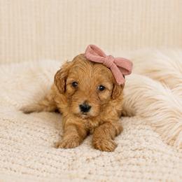 Winnie - Red female Maltipoo puppy in St. George, Utah from Winchester Hills Poodles and Doodles