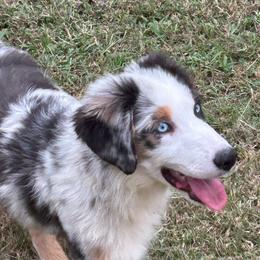 Boy 1 - Blue merle male Toy Australian Shepherd puppy in Hokes Bluff, Alabama from Alegria Toy Aussies