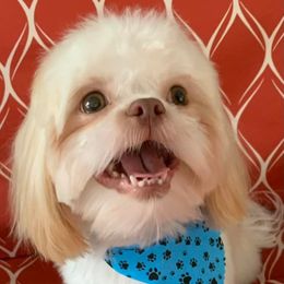 French Bulldogs and Shih Tzus from Kale’s Shih Tzu’s
