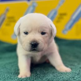 Icicle - Yellow female Labrador Retriever puppy in Puyallup, Washington from 12 Door Farm Labradors