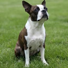 Quin - Boston Terrier