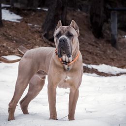 Capone - Cane Corso